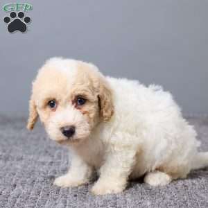 Kenny, Bich-Poo Puppy